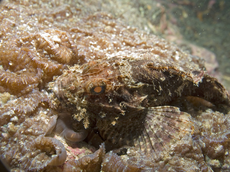 Scorpion Fish, Southwest Pinnacle